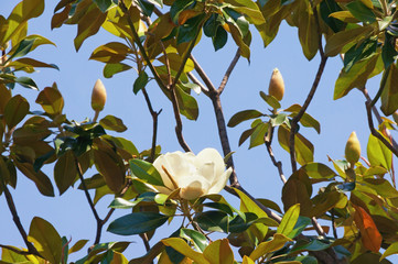 Branches of magnolia ( Magnolia grandiflora ) tree with leaves and flowers against  blue sky