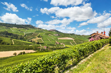 Vineyards near Barolo. Italy