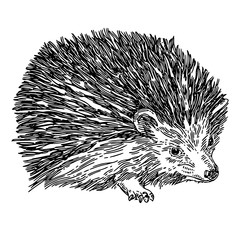 Forest animal. Hedgehog. Sketch. Engraving style. Vector illustration.