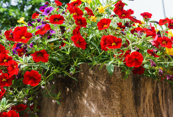 Colorful petunia flowers in the garden, red,purple and yellow fresh flowers in the garden on a sunny day.