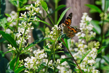 Painted lady butterfly on white flower against wooden fence