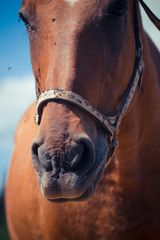 Fototapeta premium Portrait of a horse close up. Flies.