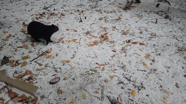 Big rat Desmarest's hutia (Capromys pilorides) Cuban Landscape In Cayo Largo, Cuba. Cuban hutia on the beach