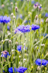 Blue cornflowers or Centaurea cyanus