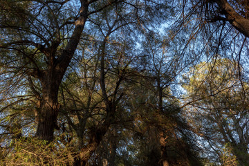 Landscape. Mystery forest.