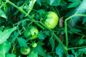 salad, eat, diet, many, edible, vegetables, ingredient, vitamin, bunch, tomatoes, health, rural,...