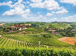 Fototapeta na wymiar Panorama of Piedmont vineyards