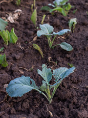 Garden beds with young green cabbage leaves, fresh young vegetables from the garden