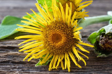 Fresh blooming elecampane plant on a table