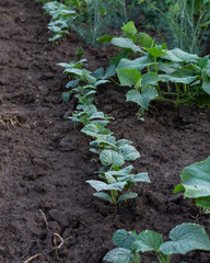Garden beds with young green cucumber leaves, fresh young vegetables from the garden