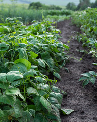 Garden beds of beans, fresh young vegetables from the garden