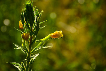  Morning dew on flowers