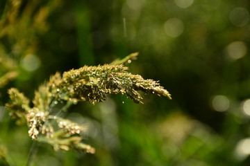  Morning dew on the grass