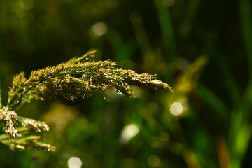  Morning dew on the grass