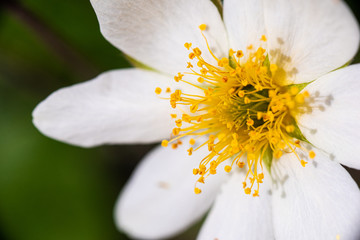 Mountain Avens close up