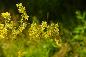  Morning dew on flowers