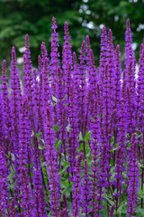 Naklejka premium Tło pionowe z grupy fioletowych kwiatów Salvia nemorosa "Caradonna"