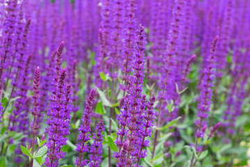 Group of violet flowers Salvia nemorosa 