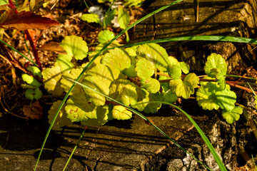  green grass on an old stump