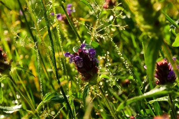  Morning dew on flowers