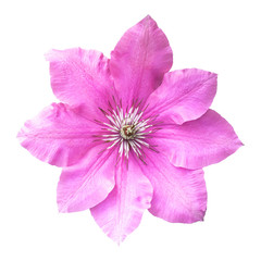 Naklejka premium Beautiful clematis flower isolated on white background