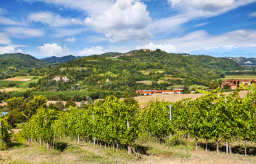 Fototapeta na wymiar Vineyards of Piedmont, Italy