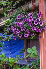 Fototapeta na wymiar Bouquet of purple petunias in a flower pot.