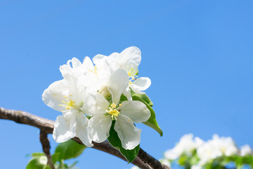 Blooming branch of apple tree, white flowers on branch, blue sky background