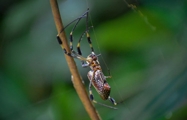 Fototapeta premium Spider