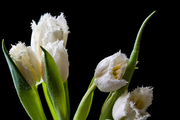 Bouquet of white tulips with carved petals on a black background. There are drops of dew on the petals of tulips. Copy space.