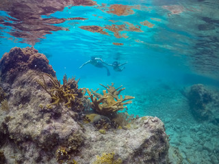 Naklejka na ściany i meble Underwater Views around the Caribbean island of Curacao
