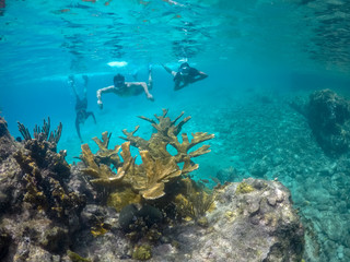 Fototapeta na wymiar Underwater Views around the Caribbean island of Curacao