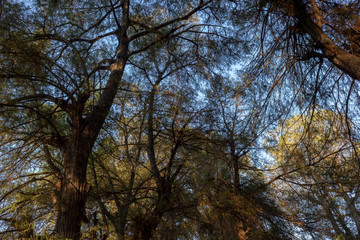 Landscape. Mystery forest.