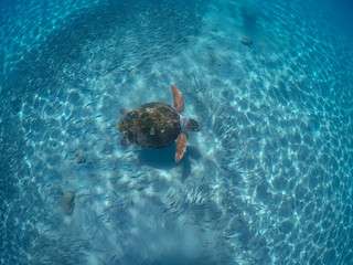 Underwater Views around the Caribbean island of Curacao