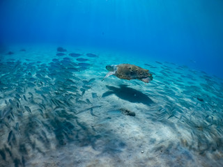 Obraz na płótnie Canvas Underwater Views around the Caribbean island of Curacao