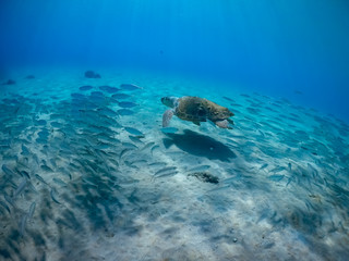 Fototapeta na wymiar Underwater Views around the Caribbean island of Curacao