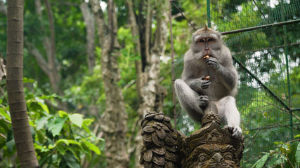 Monkey macaque in the rain forest. Monkeys in the natural environment. Bali, Indonesia. Long-tailed macaques, Macaca fascicularis