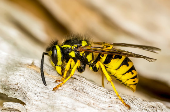 Beautiful Median wasp (Dolichovespula) portrait - Stock Image