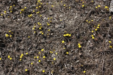 Dry grass background with yellow flowers