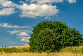 Blue sky with white clouds over summer meadow and bushes