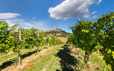 Fototapeta na wymiar Vineyards of Langhe, Piedmont.
