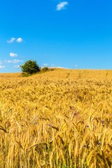 Wheat field and blue sky with clouds. Ripe spikes against an intense blue sky. Agricultural landscape in the Czech Republic - Europe.