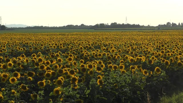 Campo di girasole