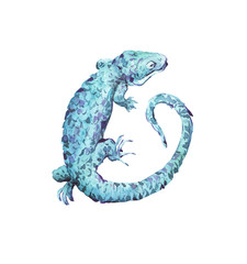 lizard watercolor illustration hand painted