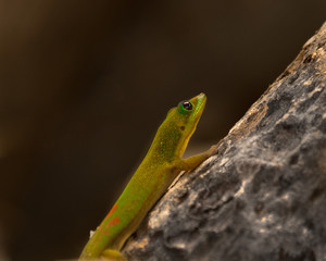 Gold Dust Day Gecko
