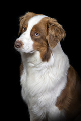 Portrait of a brown and white australian shepherd dog on a black background.