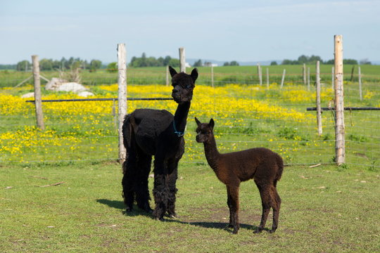 Adorable brown baby alpaca standing next to its darker blue-eyed mother in fenced enclosure with buttercups in field in the rear, Pont-Rouge, Quebec, Canada