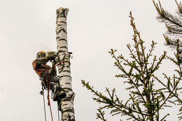 The arborist works on a birch trunk.