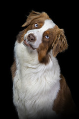 Fototapeta premium Portrait of a brown and white australian shepherd dog on a black background.