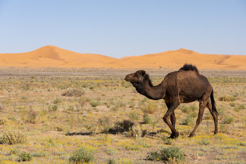 Dromadaire dans le désert de Merzouga au Maroc